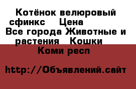 Котёнок велюровый сфинкс. › Цена ­ 15 000 - Все города Животные и растения » Кошки   . Коми респ.
